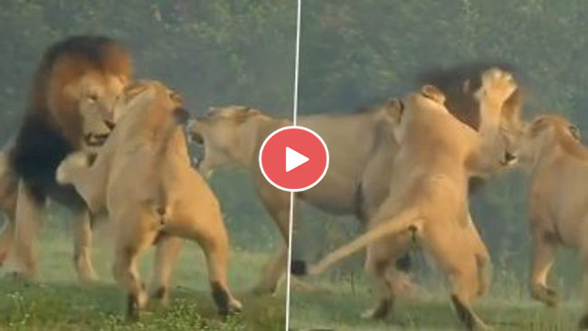 Lion Viral Video: जगंल के राजा की जमकर धुनाई करती दिखीं दो शेरनिया, मजेदार वीडियो हुआ वायरल...