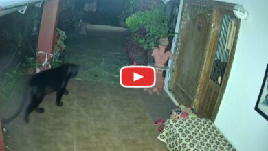 Black Panther Video: घर के अन्‍दर इतमिनान से घुमता नजर आया बघिरा, हैरान करने वाला वीडियो हुुआ वायरल