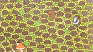 Optical Illusion : फूलों के बीच छुपी है तितली, चील सी नजर वाले ही 15 सेकेंड में इस चैलेंज को कर सकते है पुरा