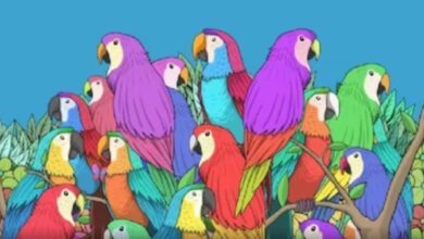 Optical Illusion : तोते के झुंड के बीच छुपी हुई है एक तितली, तेज नजर वाले ही 5 सेकेंड में इस चैलेंज को कर सकते हैै पुरा