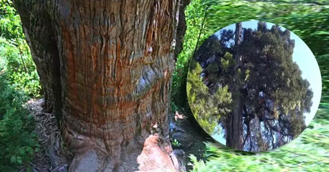 Oldest Tree: महाभारत काल से भी पुराना है धरती का सबसे पुराना पेड़, जाने क्‍या है इसका इतिहस