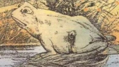 Optical Illusion : क्या देखा आपने पहले- घोड़ा या मेंढक, तेज नजर वाले ही 5 सेकेंड में इस चैलेंज को कर सकते है पुरा....