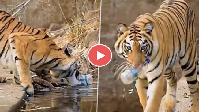 Tiger Viral Video: पानी में पड़ी प्‍लास्‍टिक की बोतल को उठाते दिखा बाघ, इंसानों के लिए एक बड़ी सीख, वीडियो हुआ वायरल