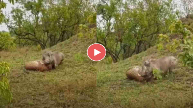 Leoprad & Wild Pig Video : जंगल में तेंदुए और जंगली सुअर के बीच हुई जबरदस्त लड़ाई, वीडियो हुआ वायरल