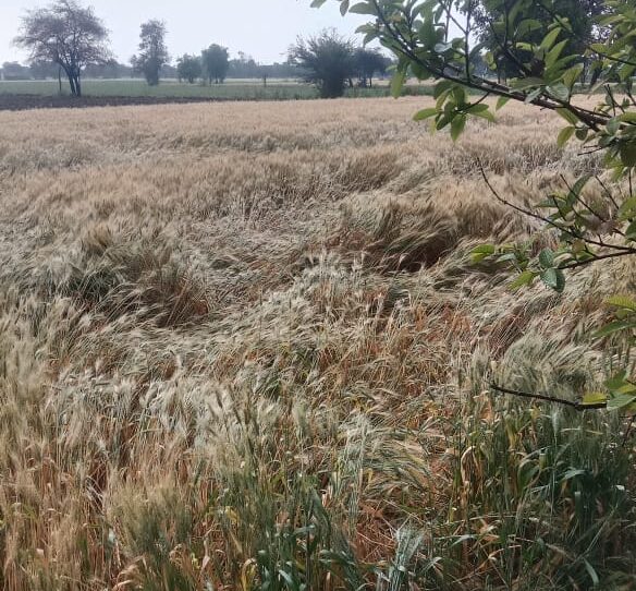 Betul Barish News : बेमौसम बारिश से फसलों को नुकसान, बैतूल में बारिश,व्रजपात और झंझावात का अलर्ट