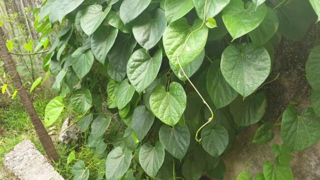 Giloy Benefits: इम्यूनिटी बढ़ाने में गिलोय लाभकारी, कई बिमारीयों को रोकने में मददगार, जानें और भी फायदे