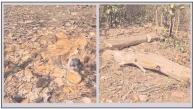 Today Betul Samachar : गवासेन रेंज कटाई कांड: जांच के लिए बनी टीम, 15 दिनों बाद जंगल पहुंची