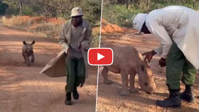 Baby Rhinoceros Viral Video: अपने केयरटेकर के पीछे दौड़ता दिखा नन्हा गैंडा, यह प्यारा सा वीडियो देख आप भी हो जाएंगे खुश...