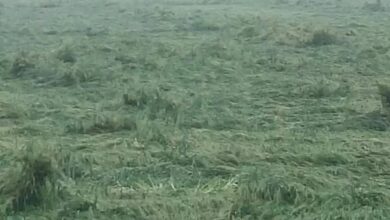 Betul News: शाहपुर में बारिश, ओलावृष्टि से 25 से 50 प्रतिशत नुकसान