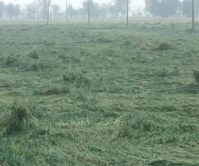 Betul News: शाहपुर में बारिश, ओलावृष्टि से 25 से 50 प्रतिशत नुकसान