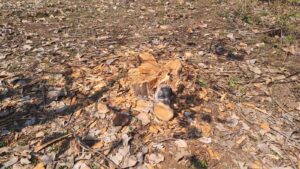 Betul News: सीसीएफ की गैर मौजूदगी का फायदा आमापुर में कटे सागौन के ५० से अधिक पेड़