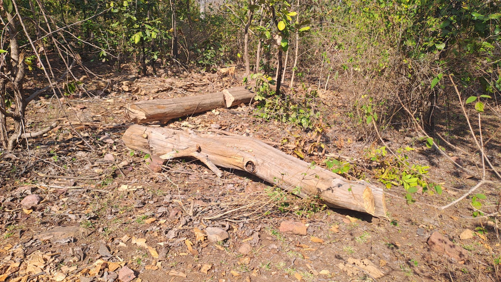 Betul News: सीसीएफ की गैर मौजूदगी का फायदा आमापुर में कटे सागौन के ५० से अधिक पेड़