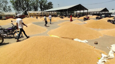 Betul News : बारिश से गेहूं की चमक पड़ी फीकी, नहीं मिल रहे अच्छे दाम