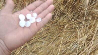 Betul Hailstorm : अब मुलताई क्षेत्र में ओलावृष्टि से फसलें तबाह