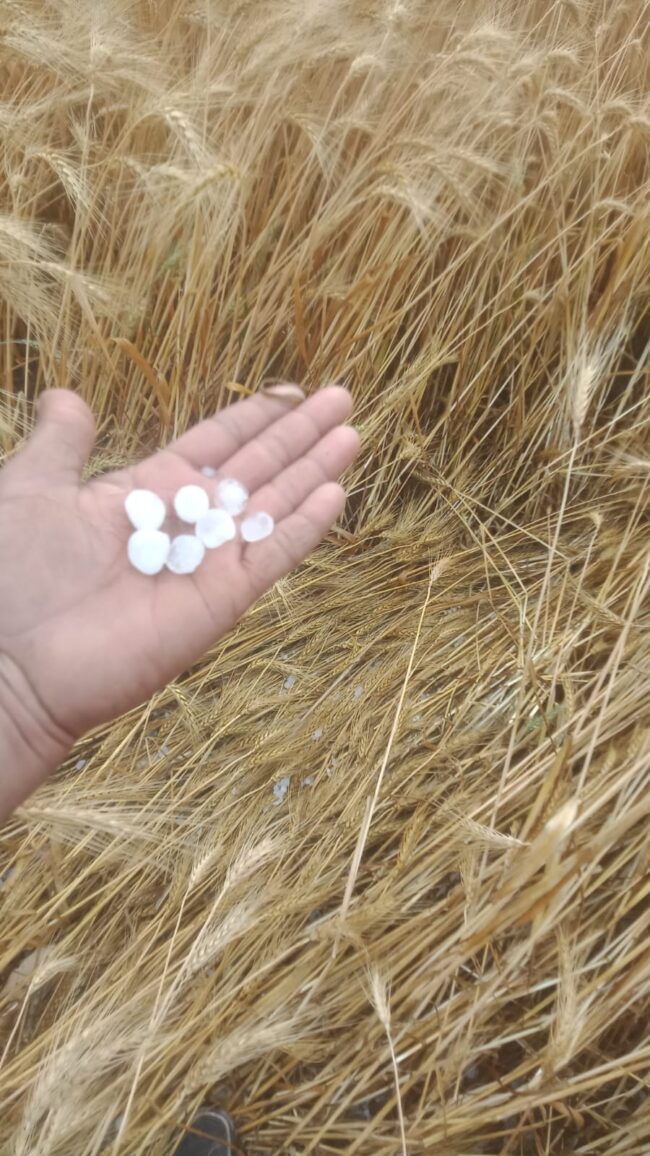 Betul Hailstorm : अब मुलताई क्षेत्र में ओलावृष्टि से फसलें तबाह