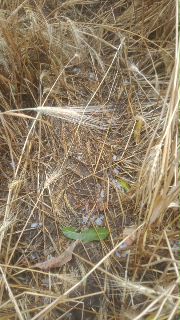 Betul Hailstorm : अब मुलताई क्षेत्र में ओलावृष्टि से फसलें तबाह