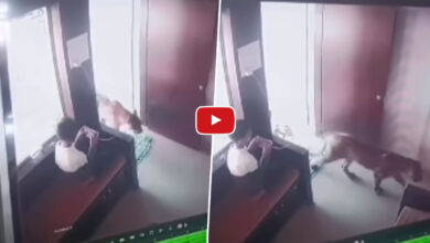 Leopard Viral Video: घर में आराम से विडियो गेम खेल रहा था बच्चा, तभी दबे पांव अंदर घुस तेंदुआ देखें हैरान करने वाला वीडियो