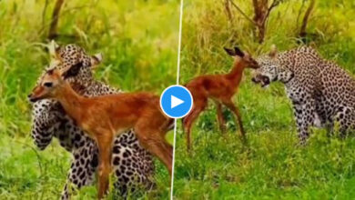 Viral Video: कभी पुचकारते हुए तो कभी दुलार करते, जैगुआर ने कुछ इस अंदाज में लुटाया हिरण पर अपना प्यार, देखें वीडियो