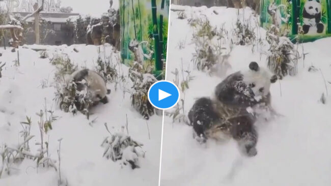 Panda Viral Video: बर्फ में लोटपोट होकर अठखेलियां करता दिखा क्यू पांडा, बचपन की याद दिलाता वीडियो हुआ वायरल