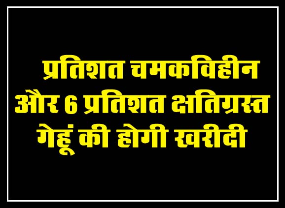 Betul News: 50 प्रतिशत चमकविहीन और 6 प्रतिशत क्षतिग्रस्त गेहूं की होगी खरीदी