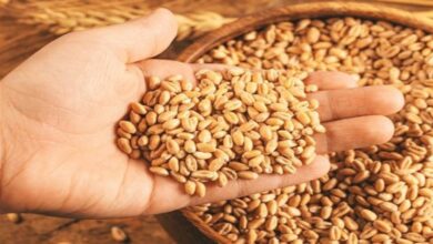 Today Betul News: एफसीआई की टीम दसों ब्लॉकों से लेकर गई उपज के सेम्पल