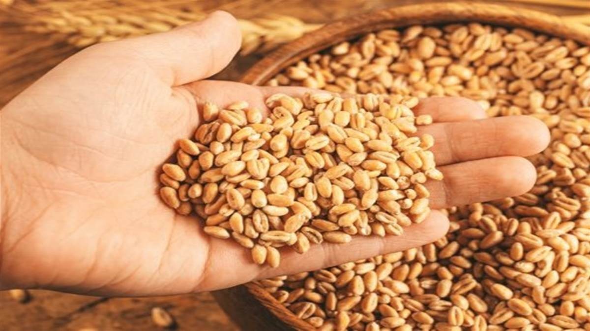 Today Betul News: एफसीआई की टीम दसों ब्लॉकों से लेकर गई उपज के सेम्पल