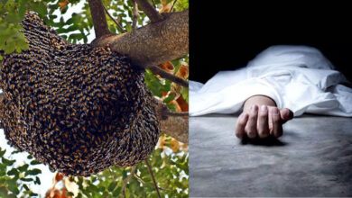 Betul News : मधुमक्खियां के हमले में घायल हुए ग्रामीण की मौत