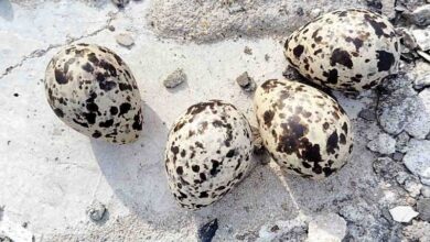 Mansoon 2024 : टिटहरी ने दिए 4 अंडे, इस बार होगी अच्छी बारिश