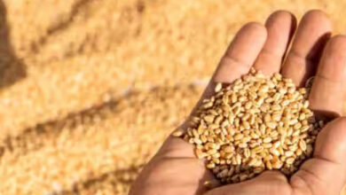 Wheat Procurement : खराब गेहूं लेने एफसीआई ने खड़े किए हाथ