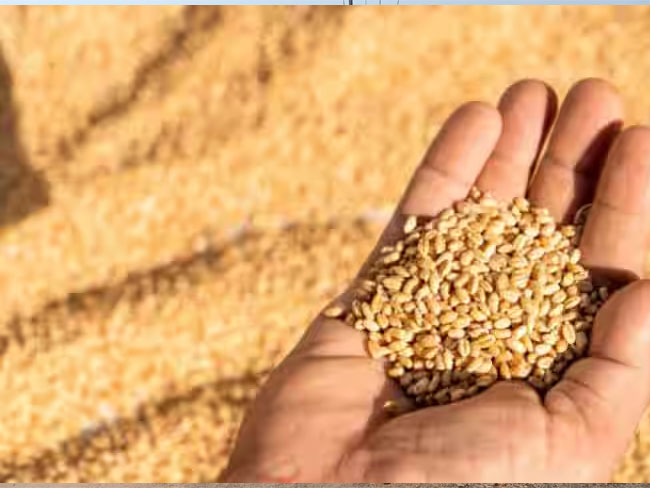 Wheat Procurement : खराब गेहूं लेने एफसीआई ने खड़े किए हाथ