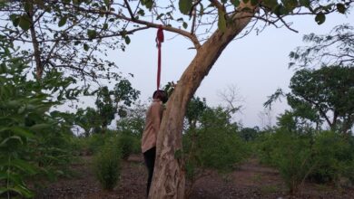 Betul News : जंगल में सागौन के पेड़ से लटका मिला युवक का शव, मची सनसनी