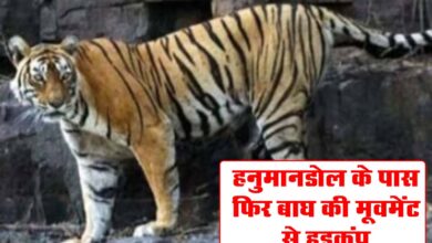 Betul News: हनुमानडोल के पास फिर बाघ की मूवमेंट से हड़कंप