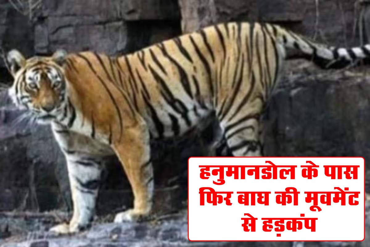 Betul News: हनुमानडोल के पास फिर बाघ की मूवमेंट से हड़कंप
