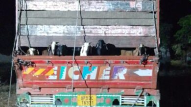 Betul Samachar : Video: भाजपा नेता का भंडाफोड़, पुलिस कार्रवाई में पकड़ाए 900 बकरें-बकरी