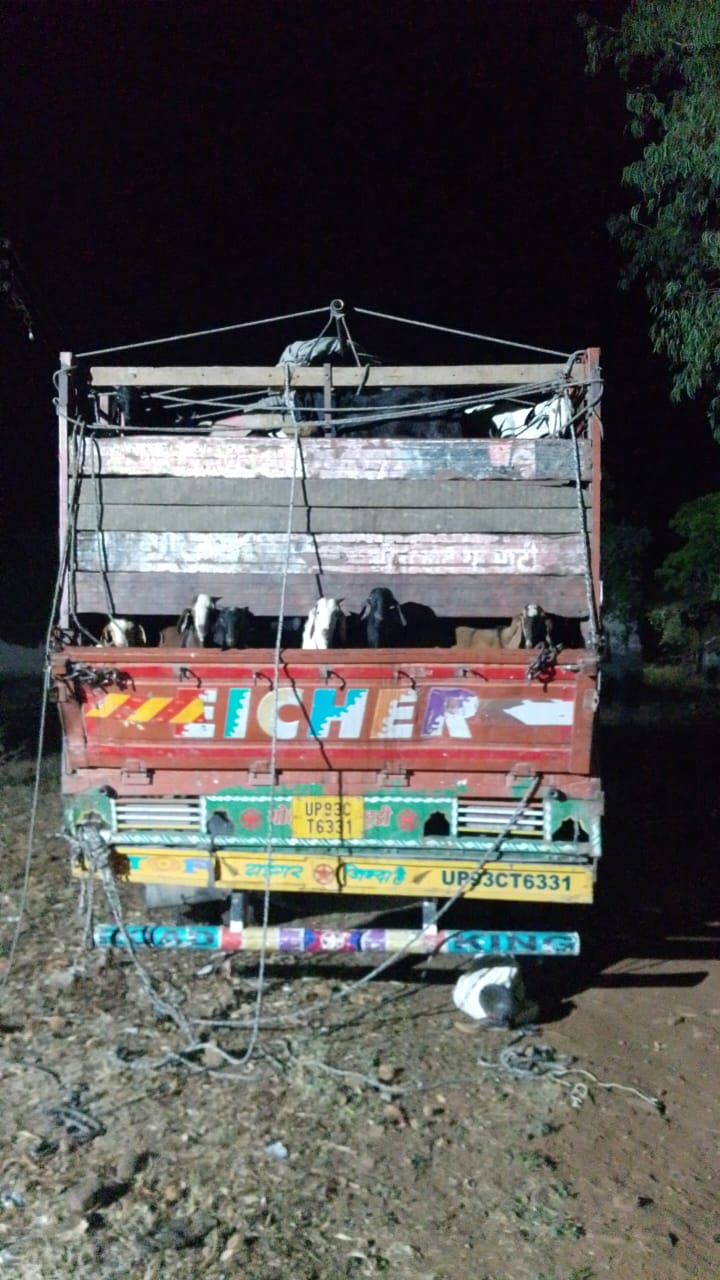 Betul Samachar : Video: भाजपा नेता का भंडाफोड़, पुलिस कार्रवाई में पकड़ाए 900 बकरें-बकरी