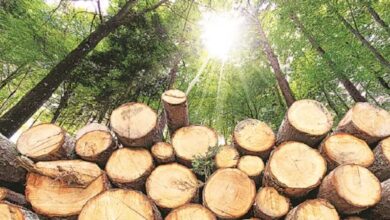 Betul Samachar : लकड़ियों और वनोपज के परिवहन के लिए अब ऑन लाइन टीपी होगी जारी