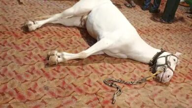 Betul Ki Khabar: दूल्हे के लॉन में पहुंचते ही फैला करंट, दूल्हा बचा, घोड़े की मौत