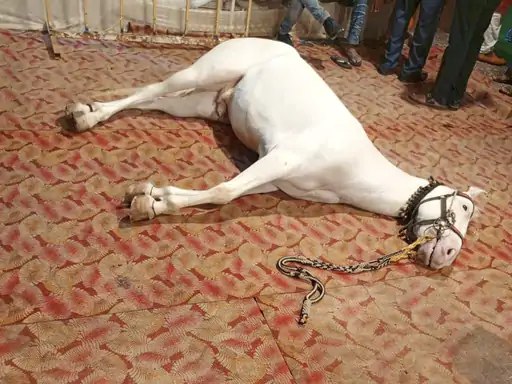 Betul Ki Khabar: दूल्हे के लॉन में पहुंचते ही फैला करंट, दूल्हा बचा, घोड़े की मौत