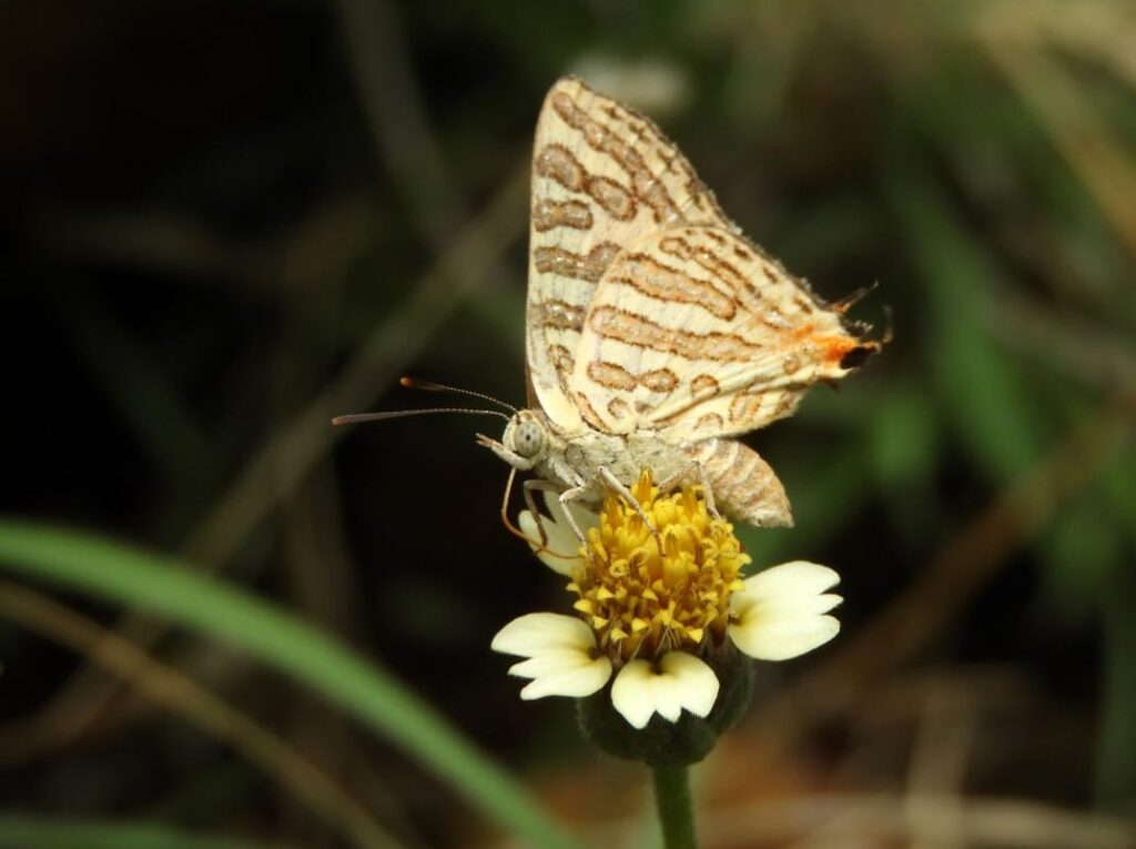 New Species of Butterflies: बैतूल के जंगलों में मिली तितलियों की असामान्य प्रजाति