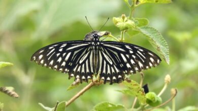 New Species of Butterflies: बैतूल के जंगलों में मिली तितलियों की असामान्य प्रजाति