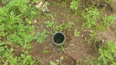 Betul Ki Khabar: 2 किलोमीटर लंबी पाइप लाइन में 100 लीकेज, घटिया पाइप उपयोग का बुरा नतीजा