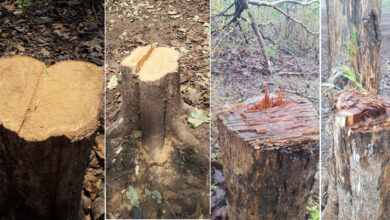 Betul Samachar: गवासेन की अजई बीट में डेढ़ दर्जन सागौन पेड़ों पर चली कुल्हाड़ी!