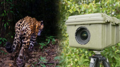 Betul News: बाघों की निगरानी के लिए बढ़ाए ट्रेप कैमरे, दो टीमों रख रही नजर