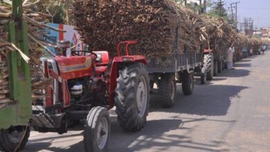 Betul Ki Khabar: गन्ना कटाई- ढुलाई के नाम किसानों को बड़ा फटका