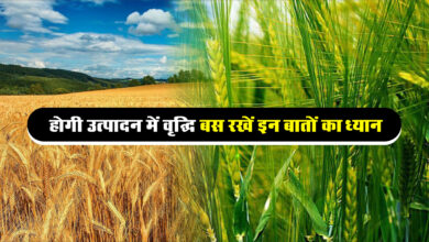 Wheat Farming Tips : गेहूं की फसल में इस समय करें दूसरी और तीसरी सिंचाई, बालियों से भर जाएगा खेत