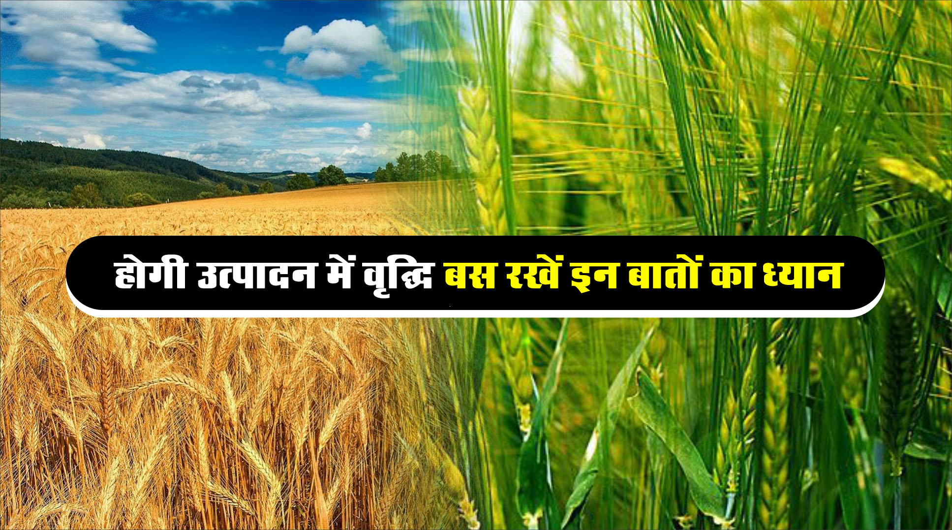 Wheat Farming Tips : गेहूं की फसल में इस समय करें दूसरी और तीसरी सिंचाई, बालियों से भर जाएगा खेत
