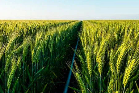 Wheat Farming Tips : गेहूं की फसल में इस समय करें दूसरी और तीसरी सिंचाई, बालियों से भर जाएगा खेत