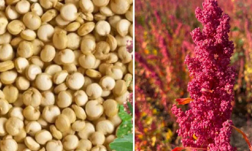 Quinoa Farming: अमेरिका का यह अनाज भारत के किसानों को बना रहा मालामाल, सेहत को भी मिलते है बेमिसाल फायदे