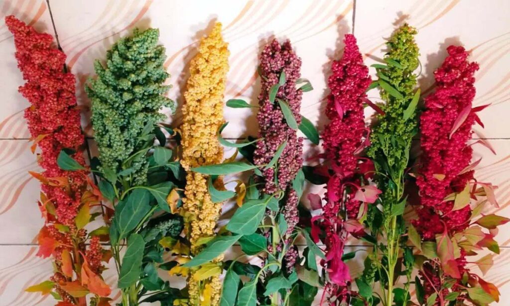 Quinoa Farming: अमेरिका का यह अनाज भारत के किसानों को बना रहा मालामाल, सेहत को भी मिलते है बेमिसाल फायदे