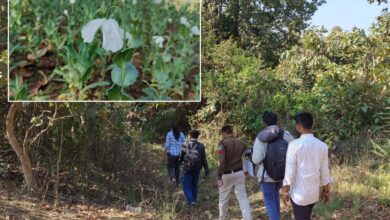 Betul News: बैतूल जिले में मादक पदार्थों की अवैध खेती से जुड़ी दो बड़ी घटनाएं सामने आई हैं, जिनसे नशे के कारोबारियों की बढ़ती सक्रियता को लेकर गंभीर सवाल खड़े हो गए हैं।